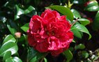 vignette Camellia japonica 'Tom Knudsen'   (USA 1956)