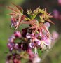 vignette Ungnadia speciosa / Sapindaceae / Mexique, Nouveau-Mexique, Texas