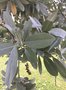 vignette Conocarpus erectus var. sericeus