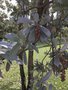 vignette Conocarpus erectus var. sericeus