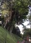 vignette Ficus kurzii   Fort Canning Park