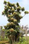 vignette Cordyline australis / Agavaceae / Nouvelle-Zlande
