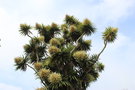 vignette Cordyline australis / Agavaceae / Nouvelle-Zélande