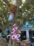 vignette Dendrobium phalaenopsis accroche dans Plumeria rubra - Frangipanier