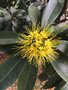vignette Xanthostemon chrysanthus