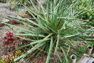 vignette Puya chilensis / Bromeliaceae / Chili