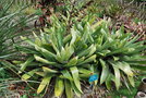 vignette Vriesea gigantea / Bromeliaceae / Brsil