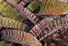 vignette Vriesea 'Red Chesnut' / Bromeliaceae