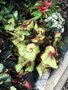 vignette Auckland, Domain Wintergardens, Begonia rex 'Escargot' - Bgonia escargot