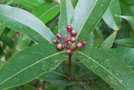 vignette Syzygium jambos / Myrtaceae / Inde  Malaisie