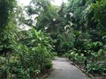 vignette Jardin botanique de Singapour -