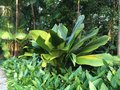 vignette Jardin botanique de Singapour - Licuala grandis, Palmier cuillre