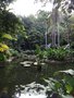 vignette Jardin botanique de Singapour -
