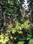 vignette Jardin botanique de Singapour - Jardin des orchides