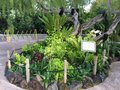 vignette Jardin botanique de Singapour - Jardin des orchides