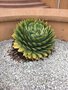 vignette Rotorua, Jardins du gouvernement, Aloe polyphylla - Aloes spirale
