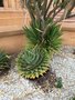 vignette Rotorua, Jardins du gouvernement, Aloe polyphylla - Aloes spirale