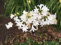 vignette Rotorua, Jardins du gouvernement, Amaryllis belladonna 'Alba' - Blanc