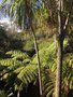 vignette Waiotapu = Wai-O-Tapu - Parc Thermal - Cyathea dealbata - Fougre arborescente