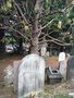 vignette Welllington, Bolton Street Memorial Park ou Bolton Street Cemetery, vieux cimetire botanique, Banksia serrata
