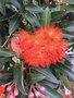 vignette Wellington, Jardin botanique, Corymbia ficifolia