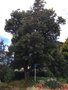 vignette Wellington, Jardin botanique, Banksia integrifolia