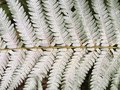 vignette Wellington, Jardin botanique, Cyathea dealbata - Fougre arborescente