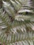 vignette Wellington, Jardin botanique, Cyathea dealbata - Fougre arborescente