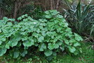 vignette Pericallis malvifolia ssp. malvifolia / Asteraceae / Açores