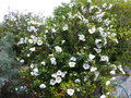 vignette Cistus Aguilari maculata ax grandes fleurs de 10à 11cm au 20 04 20
