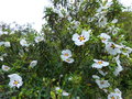 vignette Cistus Aguilari maculata ax grandes fleurs de 10à 11cm autre gros plan au 20 04 20