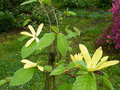 vignette Magnolia Daphne en fleurs au 20 04 20