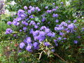 vignette Rhododendron augustinii Lassonii joliment fleuriau 21 04 20