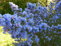 vignette Ceanothus impressus Puget Blue en pleine floraison gros plan au 10 04 20