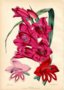 vignette Gladiolus  Gladiolus 'Crimson Wellington' en haut, 'Scarlet Von Gagern'  doite 'Prince Albert' ( gauche)