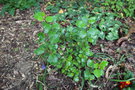 vignette Ribes viburnifolium / Grossulariaceae / Californie