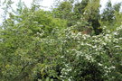 vignette Photinia villosa / Rosaceae / Chine, Corée, Japon