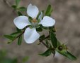 vignette Fendlera rupicola / Hydrangeaceae / Sud USA, nord Mexique