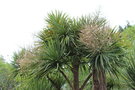 vignette Cordyline australis / Agavaceae / Nouvelle-Zélande