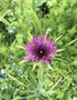 vignette Tragopogon porrifolius - Salsifis cultiv