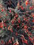 vignette Monterey, Zauschneria californica = Epilobium canum - Fuchsia de Californie