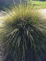 vignette Monterey, Lomandra longifolia