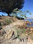 vignette Monterey, Nicotiana glauca - Tabac arborescens