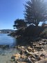 vignette Monterey, Cupressus macrocarpa - Cyprs de Californie