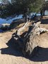 vignette Monterey, Leptospermum laevigatum - arbre  Th
