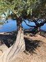 vignette Monterey, Leptospermum laevigatum - arbre  Th
