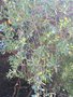vignette Monterey, Leptospermum laevigatum - arbre  th
