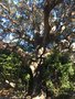 vignette Monterey, Quercus ilex