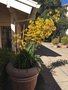 vignette Monterey, Anigozanthos flavidus 'Yellow' - jaune