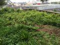 vignette Jardin Extraordinaire de Brest 2019 - 04 - Reynoutria japonica - Renoue